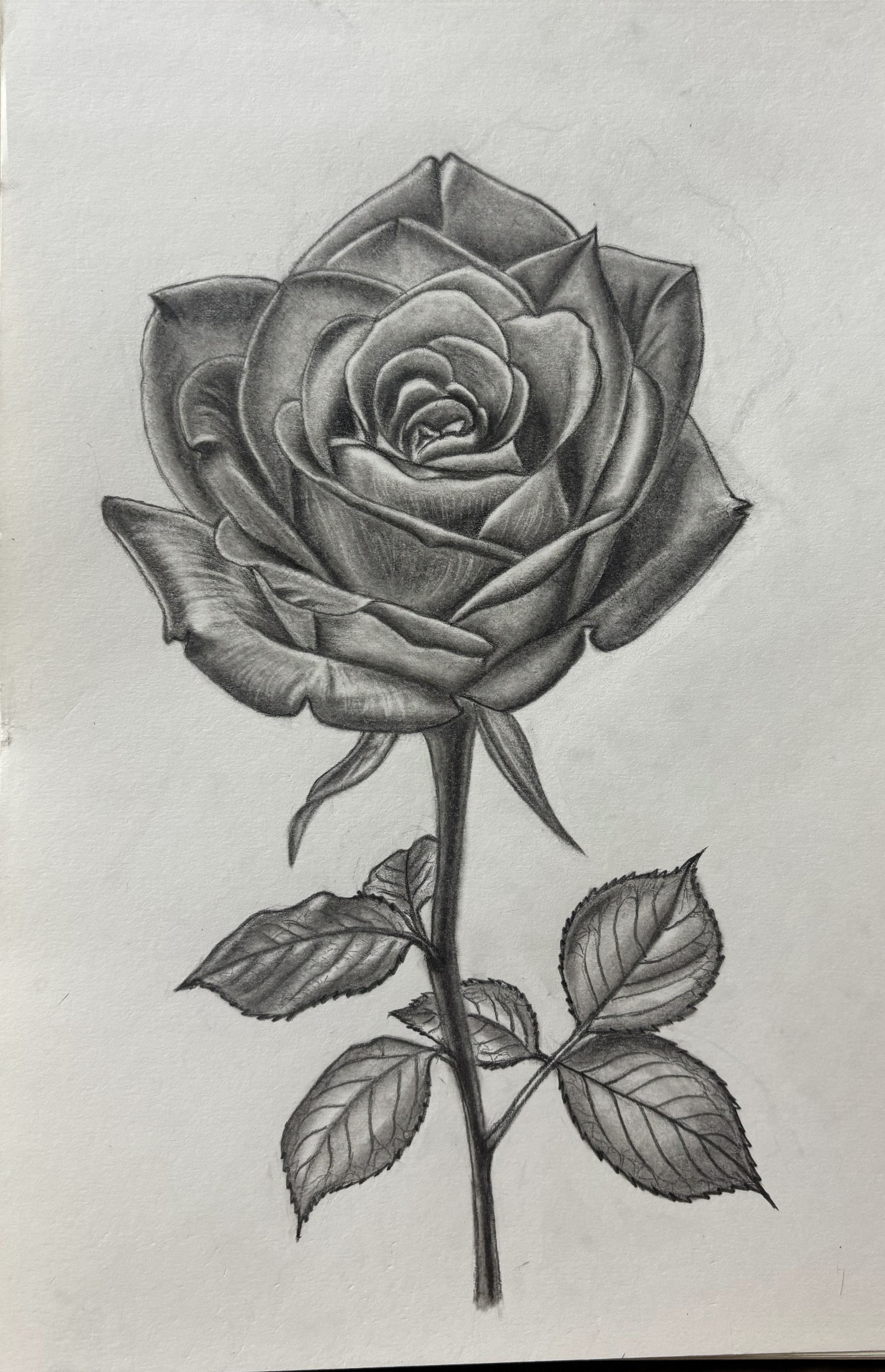 A Rose, graphite on paper by Suman Kumari
