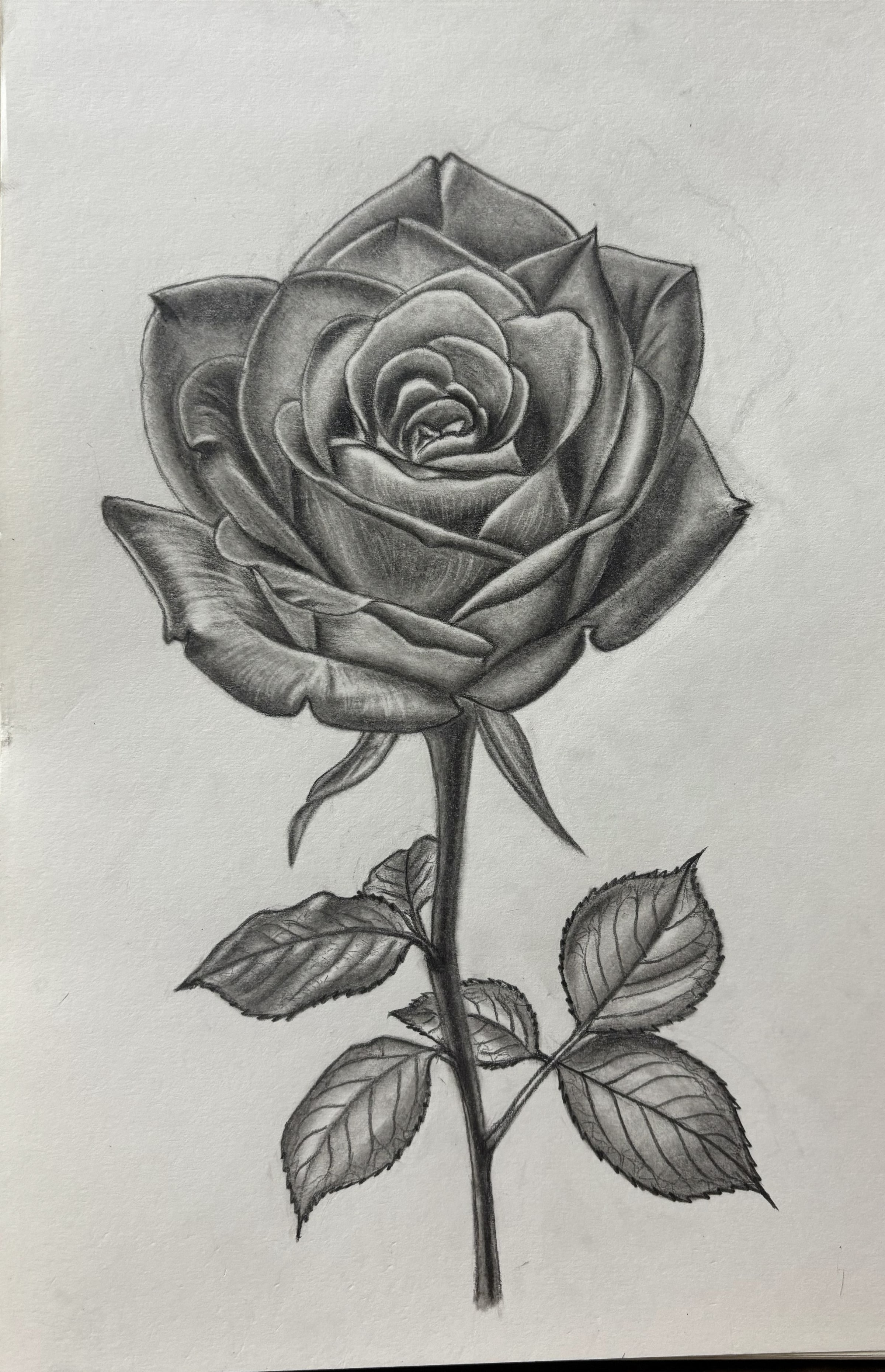 A Rose, graphite on paper by Suman Kumari